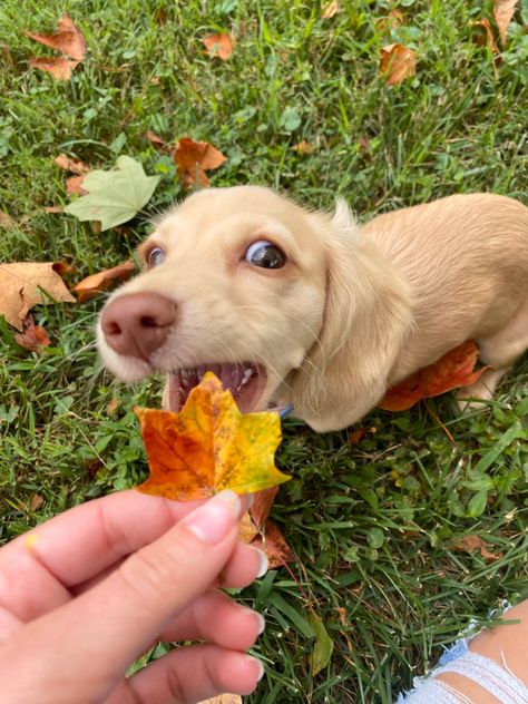 #puppy #dachshund #cute #fall #weinerdog #doxie #psl #adorable Cute Animals In Fall, Fall Aesthetic Puppy, Puppy Fall Pictures, Cute Fall Profile Pics, Fall Cute Aesthetic, Funny Fall Pictures, Dashund Dog Aesthetic, Fall Aesthetic Dog, Fall Dachshund