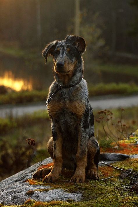 A Dog, Forest, Green