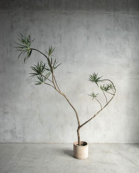 Interior Plant Design | Our newest Curvy Dragon Tree collection is live! Please DM or email to request access to the online catalog. | Instagram Japanese Indoor Plants, Dragon Tree Plant, Interior Plant Design, Dragon Plant, Indoor Zen Garden, Japanese Plants, Interior Design Plants, Dracaena Plant, Terrarium Ideas