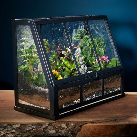 How To Make a Terrarium (DIY) | Family Handyman Ikea Greenhouse Terrarium, Ikea Terrarium, Handyman Hacks, Make A Terrarium, Miniature Greenhouse, Large Terrarium, Open Terrariums, Small Terrarium, Indoor Water Garden