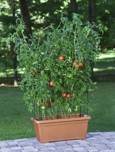 How to Grow Grape Tomatoes in a Pot | eHow Tomatoes In A Pot, Patio Tomatoes, Plants In Containers, Growing Tomatoes Indoors, Growing Tomato Plants, Grape Plant, Tomato Farming, Growing Tomatoes In Containers, Grow Tomatoes