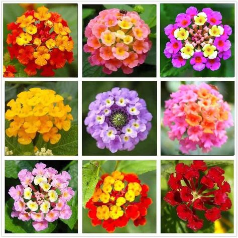 Purple Lantana, Lantana Flower, Lantana Plant, Cockle Shells, Lantana Camara, Flowers Easy, Zinnia Flowers, Shade Flowers, Indoor Patio