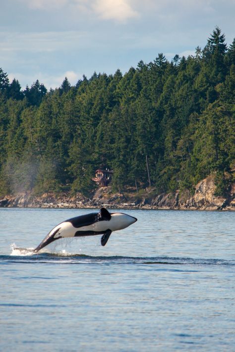 orca breaching on whale watching tour in BC British Columbia Travel, Mass Extinction, Vancouver Travel, Orcas Island, Canada Road Trip, San Juan Islands, Best Cruise, Pacific Rim, Samar