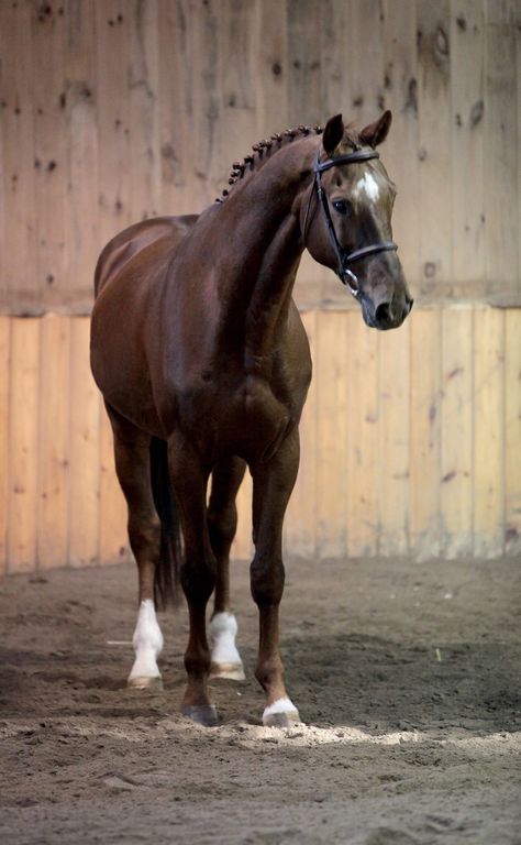 Wellesley PF Hanoverian Stallion  Pedigo Farms Hanoverian Horses, Chestnut Horses, Kathiyawadi Horse, Liver Chestnut, Dutch Warmblood, Red Flames, Warmblood Horses, Marwari Horses, Pony Breeds