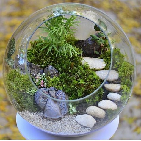 Glass Jar Diy, Plant Room Aesthetic, Terrarium Scene, Flowers House, Aesthetic Plant, Plants In Jars, Mini Zen Garden, Terrarium Ideas, Inside Garden