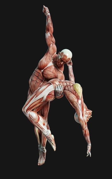 Muscles Anatomy Art, Muscle Photo, Body Anatomy Poses, Anatomy Pictures, Muscle Art Anatomy, Human Body Anatomy Aesthetic, Muscle Movement, Muscles Aesthetic, Hand Muscles