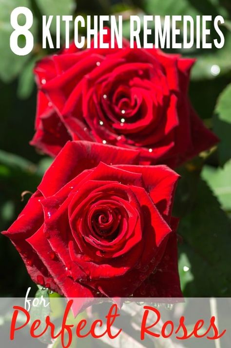 Roses Garden Care, Rose Food, Rose Plant Care, Rose Fertilizer, Rose Gardening, Rose Garden Design, Rose Got, Rose Recipes, Rose Care