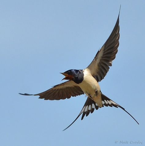 Swallow In Flight, Swallow Bird Tattoos, Barn Swallow, Rare Birds, Swallows, Bird Pictures, Birds Tattoo, Bird Drawings, Bird Photo