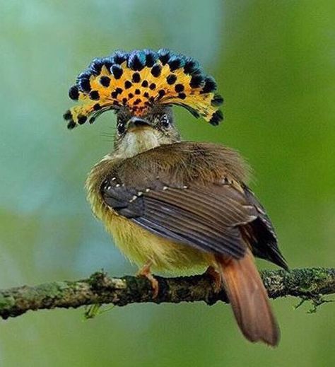 Royal flycatcher Royal Flycatcher Bird, Royal Flycatcher, Flycatcher Bird, Most Beautiful Birds, Bird Eggs, Lovely Creatures, Rare Birds, Bird Pictures, Exotic Birds