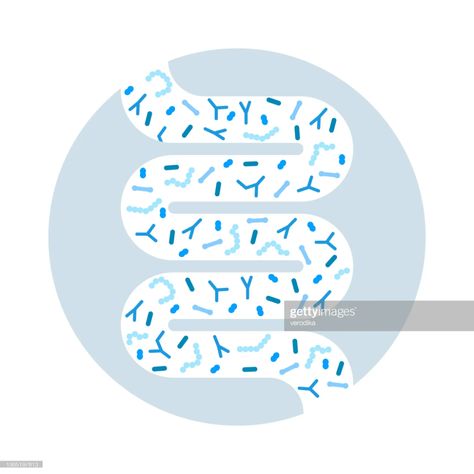 Gut Microbiome Concept Human Intestine Microbiota With Healthy Probiotic Bacteria High-Res Vector Graphic - Getty Images Healthy Probiotics, Complementary Medicine, Weight Changes, Everyday Health, Healthy Bacteria, Naturopathic Doctor, Irritable Bowel, Gut Bacteria, Gut Healing