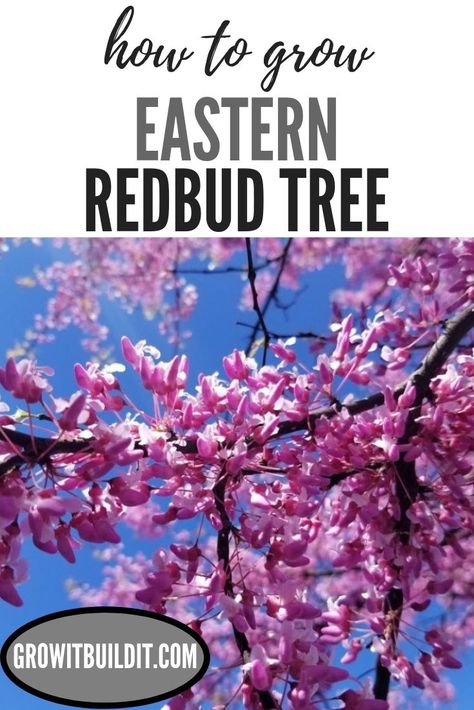 The Eastern Redbud Tree is one of the most beautiful flowering trees in North America.  Every spring, not long after plants and large trees begin to bud out, you’ve probably noticed bright pink-flowering trees while driving around.  When in full bloom they are Eastern Redbud Tree, Flowers Background, Spring Flowering Trees, Pink Flowering Trees, Eastern Redbud, Redbud Tree, Red Bud, Native Plant Gardening, Tree Care