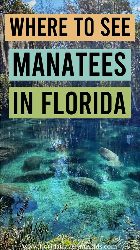 Where to find manatees in Florida. In this list of the best places to see manatees in Florida, you'll be able to find manatees during your Florida vacation almost any time you visit! #floridamanatees #floridatravelwithkids #manateesinflorida #wheretofindmanateesinflorida #floridavacation Swim With Manatees Florida, Manatees In Florida, Florida Manatees, Wild Florida, Best Places In Florida, Lake Mary Florida, Orlando Florida Vacation, Florida Activities, Swimming With Manatees