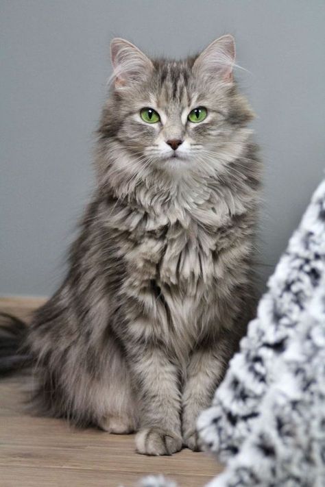 Les propriétaires de chats sont parfaits Image Chat, Gray Cat, Grey Cat, Kittens And Puppies, Cute Kittens, Warrior Cats, Beautiful Cat, Pretty Cats, Maine Coon