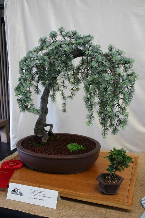 Cedar Bonsai, Weeping Cedar, Weeping Blue Atlas Cedar, Blue Atlas Cedar, Atlas Cedar, Man Stuff, Ground Cover, Bonsai Tree, Wikimedia Commons