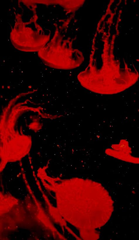 Red Jellyfish, Red Jellyfish Wallpaper, Black Jellyfish Wallpaper, Jellyfish Black Background, Cybercore Jellyfish Wallpaper, Dark Jellyfish Aesthetic, Red Jelly, Pretty Wallpapers Backgrounds, Red Aesthetic