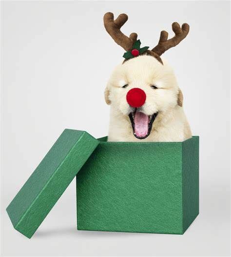 Golden Retriever Puppy, Retriever Puppy, Christmas Gift Box, Red Christmas, Golden Retriever, Christmas Gift, Gift Box, Dogs, Green