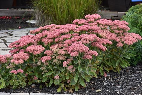 Sedum Spectabile, Stonecrop Sedum, Autumn Fire, Sedum Plant, Low Water Gardening, Wildlife Gardening, Plant Spacing, Herbaceous Perennials, Low Maintenance Plants