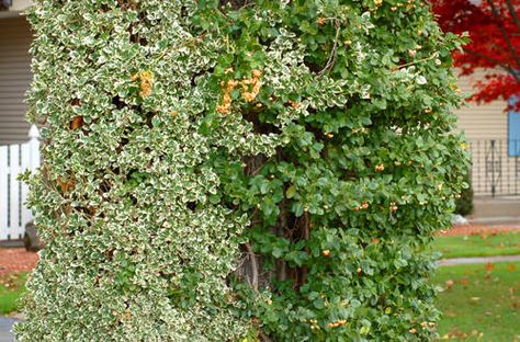 Climbing Euonymus, Vine Pictures, Shade Vines, Rush Plant, Perennial Flowering Vines, Types Of Climbing, Beautiful Outdoor Spaces, Climbing Vines, Garden Pests