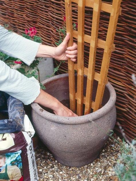 Growing Climbing Plants in Containers Many compact climbers, such as jasmine and some clematis, are well suited to living in pots. All they need is a good-sized container, suitable support and regular watering and feeding. Small Yard Landscaping, Gardens Ideas, Landscaping Simple, Garden Vines, Flower Garden Design, Front Yard Landscaping Simple, Front House Landscaping, Garden Containers, Hydroponic Gardening