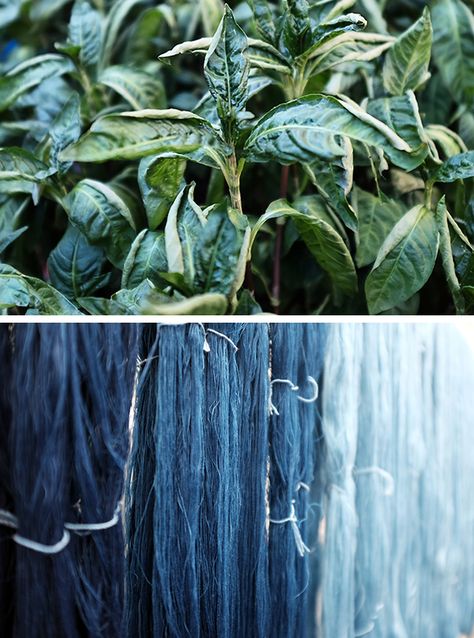 Ink Making, Indigo Dyeing, Natural Dye Fabric, Natural Indigo Dye, Eco Dyeing, Blue Clothing, Printing Fabric, Natural Dyeing, Botanical Dyeing