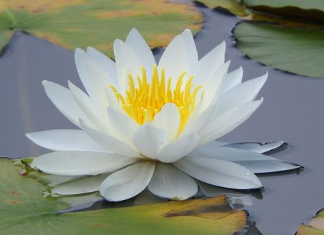 Nymphaea Lotus, Lotus Flower Images, Water Lilies Painting, July Flowers, Lotus Flower Pictures, Vegetable Illustration, Lotus Painting, Circle Painting, Wallpaper Nature Flowers