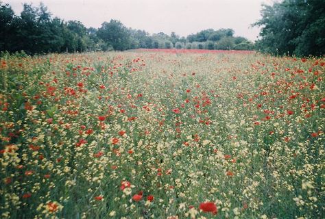 Flower Film Photography, Flowers Film Photography, Flim Picture, Nature Film Photography, Nature Film, Film Camera Photography, Wildflower Field, Film Photography 35mm, Film Inspiration