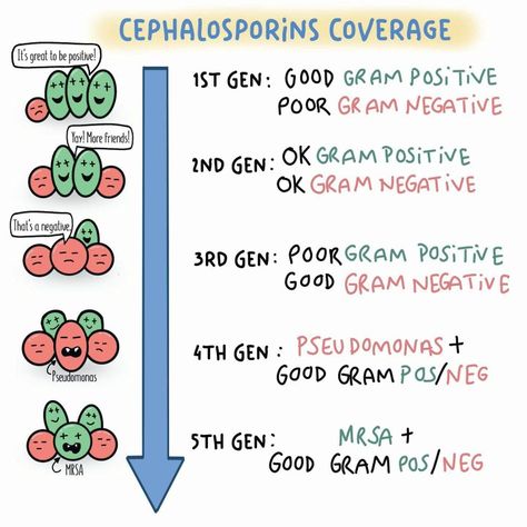 Cephalosporins Pharmacology, Cephalosporins Mnemonics, Antibiotics Mnemonics, Antibiotics Pharmacology Mnemonics, Pharmacology Antibiotics, Antibiotics Pharmacology, Pharmacology Pharmacy, Pharmacy School Study, Nursing School Pharmacology