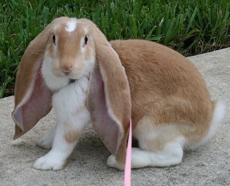 Learn more about the English Lop Rabbit Breed. Discover cool facts, pictures, resources and find information about caring for English Lop Rabbits. Breeds Of Rabbits, English Lop Rabbit, English Lop, Rabbit Information, Hare Pictures, Rabbit Season, Lop Rabbit, Her Tattoo, Cool Facts