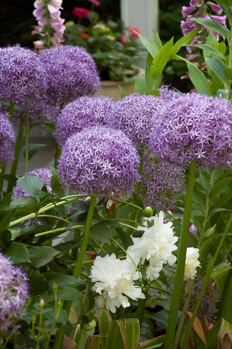 Allium Bulbs | Item # 6019 Globemaster | For Sale Allium Globemaster, Allium Bulbs, Fall Plants, Garden And Yard, Cottage Garden, Peonies, Pink Flowers, Tulips, Bears