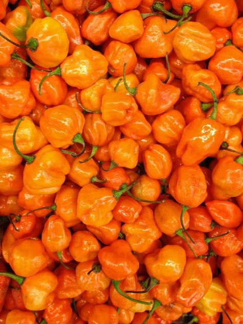 * Habanero Chili, Orange Peppers, Rainbow Aesthetic, Orange You Glad, Orange Aesthetic, Orange Wallpaper, Orange Recipes, Orange Is The New, Orange Crush