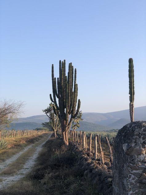 Rural Mexico Aesthetic, Mexico Countryside, Countryside Aesthetic, Travel Inspo, Pretty Pictures, Forest, Travel, Mexico