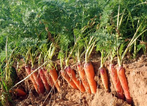 How to Plant, Grow, and Harvest Carrots Growing Winter Vegetables, Grow Carrots, Carrot Farm, Agriculture Photos, Growing Carrots, Onion Bulbs, Planting Pots, Garden Pest Control, Carrot Seeds