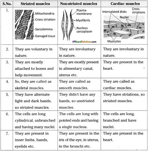 AP Board 9th Class Biology Solutions Chapter 3 Animal Tissues – AP Board Solutions Tissue Biology, Biology Textbook, Learn Biology, Biology Worksheet, Integumentary System, Basic Anatomy, Study Biology, Biology Classroom, Basic Anatomy And Physiology