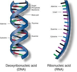 Nucleic Acid Structure, Nucleic Acid, Medical School Essentials, Picture Templates, Protein Synthesis, Diagram Design, Mermaid Coloring, Biochemistry, Biotechnology