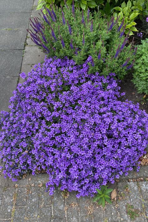 What to plant in a shallow garden Shallow Garden, Sedum Garden, Garden Landscaping Design, Modern Gardening, Shallow Planters, Functional Backyard, Front Flower Beds, Rock Garden Plants, Front Landscaping