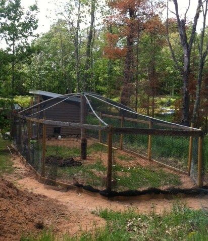 aviary netting | Aviary Netting up! Now Complete! pic Reban Ayam, My Dear Husband, Chicken Fence, Chicken Tractors, Dear Husband, Bird Netting, Chicken Coop Run, Backyard Chicken Farming, Chicken Run