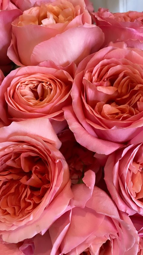 These stunning blooms that almost resemble a garden rose have quickly become one of my favorites to work with. The beautiful pink roses have just a touch of coral and peach in their centers to make them the perfect spring bloom. And their high petal count help to add extra texture to any flower arrangement. Want to see these flowers in action? Chevk out my Instagram to see then used in a varity of flower arrangemnts, from wedding centerpieces to Korean wrapped bouquets Coral Roses Aesthetic, Pink Expression Rose, Mary Mackillop, Coral Roses, Flower Wallpapers, Beautiful Pink Roses, Garden Rose, Flower Names, Luxury Flowers