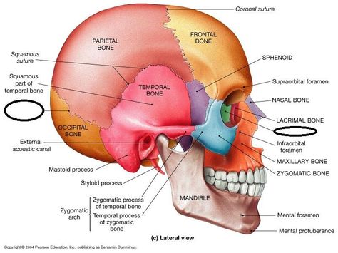 sphenoid bone: an irregular bone; "wedge like" an unpaired cranial bone in the front middle of the skull in front of the temporal bone; one of the 7 bones that articulate to form the orbit; its shape resembles a butterfly or bat Anatomy Head, Butterfly Release, Axial Skeleton, Skull Anatomy, Anatomy Bones, Forensic Anthropology, Head Anatomy, Craniosacral Therapy, Human Body Anatomy