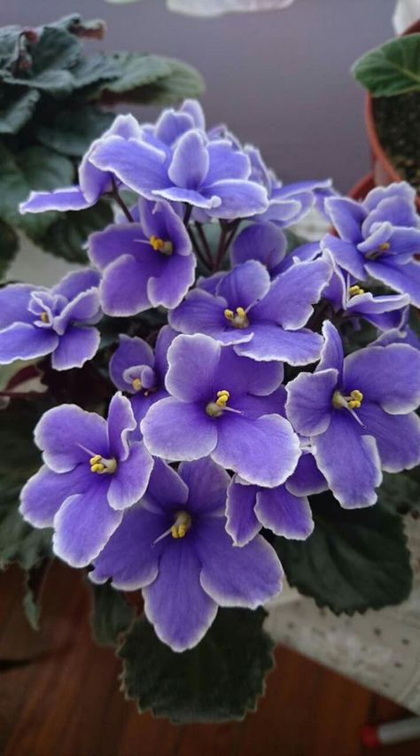 Growing Violets, African Violet Flower, First Flowers Of Spring, African Violets Plants, Violet Aesthetic, Violet Plant, African Violet, Sun Is Shining, Violet Flower