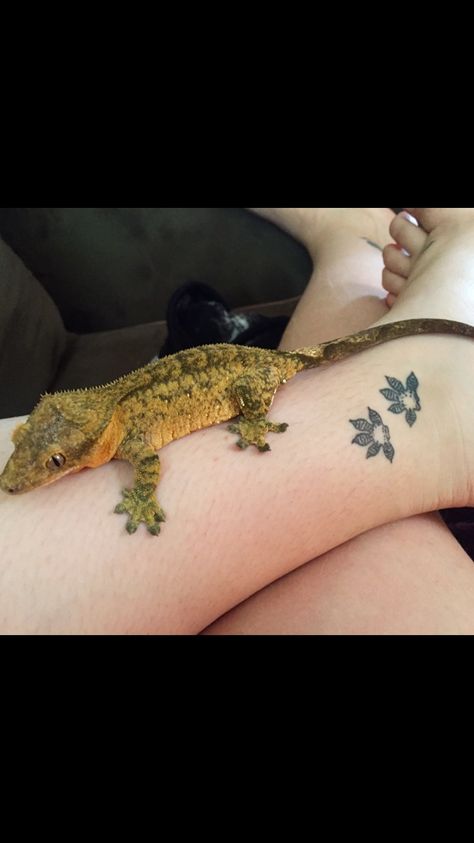 Amphibian Tattoos, Matching Reptile Tattoos, Matching Lizard Tattoos, Small Reptile Tattoo, Crested Gecko Tattoo, Reptile Tattoo Ideas, Leopard Gecko Tattoo Design, Reptile Tattoo, Crested Gecko Tattoo Ideas