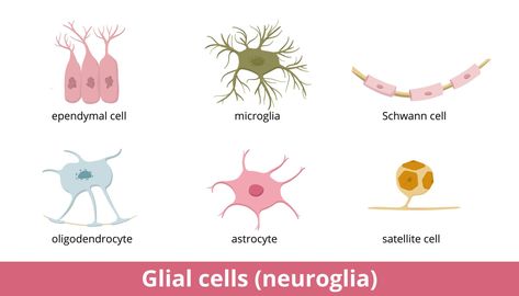 Rudolf Virchow, Teeth Diseases, Glial Cells, Cell Forms, The Peripheral, Peripheral Nervous System, Motor Neuron, Peripheral Nerve, Cerebrospinal Fluid