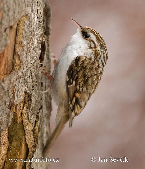 Brown Creeper  (Bresneman Park 6/13) Brown Creeper, Wildlife Pictures, Life List, Walk The Earth, Wildlife Photos, Nature Wildlife, All Birds, Bird Photo, Nature Images