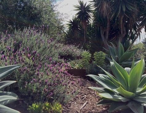 Cascading Spanish Lavender spills between Agave - Contemporary - Garden - Los Angeles - by Outside InStyle Apartment Landscape, Plant Pairings, Spanish Lavender, Side Yard Landscaping, Contemporary Garden, True Identity, Side Yard, Desert Landscaping, Yard Ideas