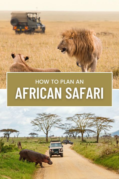 Learn how to plan an Africa safari with insights from a South African author who has traveled extensively through sub-Saharan Africa. African Safari Travel, Park Plan, Luxury Lodges, Travel Marketing, Budget Vacation, Safari Travel, Masai Mara, Africa Safari, Fun Travel