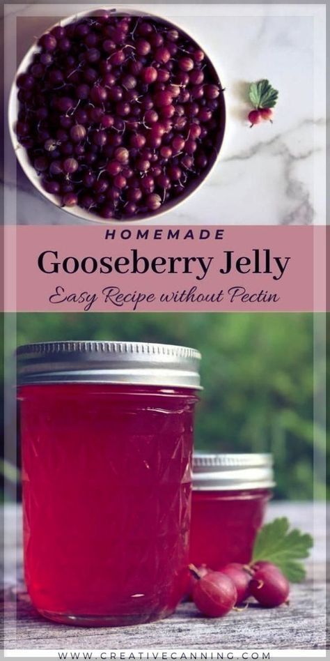 Gooseberry Jelly: Jelly Recipes for Canning - Preserving fruit in jars is easy with this 2 ingredient gooseberry jelly recipe without pectin! It's one of the easiest canning fruit recipes you'll find to preserve gooseberries. gooseberries recipes are one of my favorite summertime treats. canning for beginners | homemade jelly recipes Jelly Recipes For Canning, Canning Jelly Recipes, Fruit In Jars, Gooseberry Jelly, Canning Fruit Recipes, Recipes For Canning, Canning For Beginners, Preserving Fruit, Gooseberry Recipes