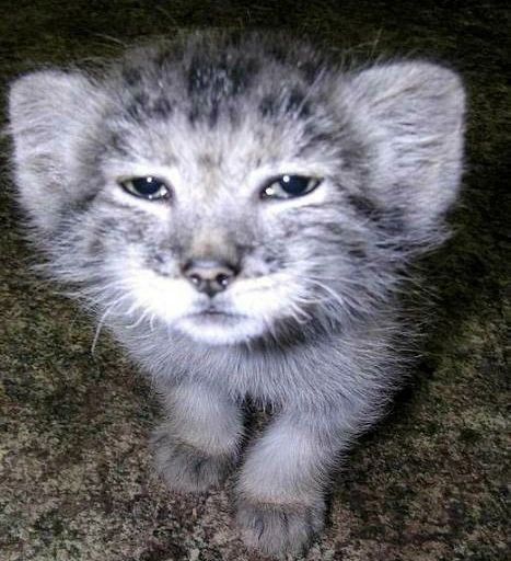 Manul Cat, Pallas Cats, Pallas Cat, Pallas's Cat, Cat Emoji, Cat Icon, Feral Cats, Silly Animals, Cat Aesthetic