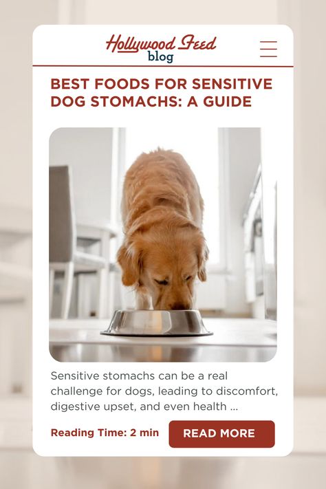 Does your dog struggle with a sensitive stomach? Discover how limited ingredient diets, probiotics, and natural supplements like Prudence Pure Pumpkin can help soothe digestive issues and promote healthy digestion. Learn more tips for managing your pup's sensitive tummy and help them feel their best! #DogHealth #SensitiveStomach #PetWellness #PrudencePurePumpkin #DogCare Digestive Issues, Sensitive Stomach, Pet Wellness, Dog Supplements, Healthy Digestion, Natural Supplements, Dog Health, Pet Health, Dog Care