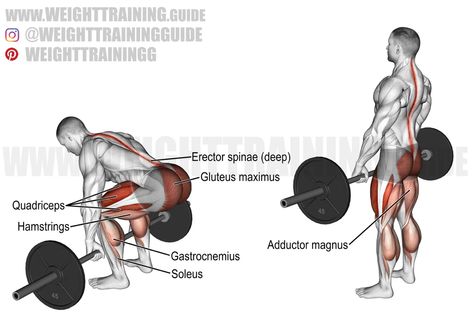 Back Workout Routine, Lower Body Exercises, Barbell Hip Thrust, Barbell Deadlift, Good Back Workouts, Abs Workout Gym, Compound Exercises, Body Exercises, Weight Training Workouts