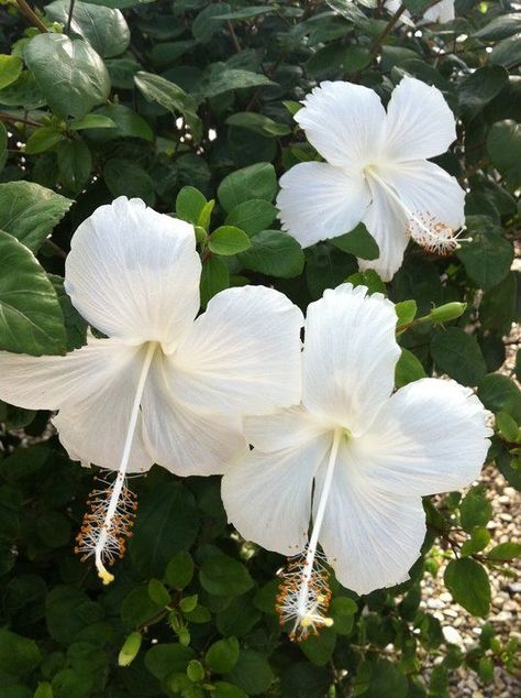 credit to owner White Hibiscus Bouquet, White Hibiscus Flower Aesthetic, Hisbusic Flower, Hibiscus Flower Bouquet, Hibiscus Flower Aesthetic, Hibiscus Aesthetic, Aesthetic Hibiscus, Exotic Aesthetic, White Hawaiian Flowers