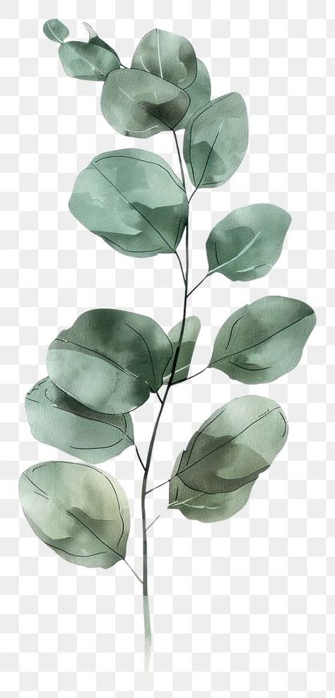 Eucalyptus Drawing, Green Transparent Png, Eucalyptus Illustration, Leaf Png For Editing, Plant Transparent Background, Aesthetic Pngs, Flower Transparent, Leaf Photo, Digital Botanical Flower Png